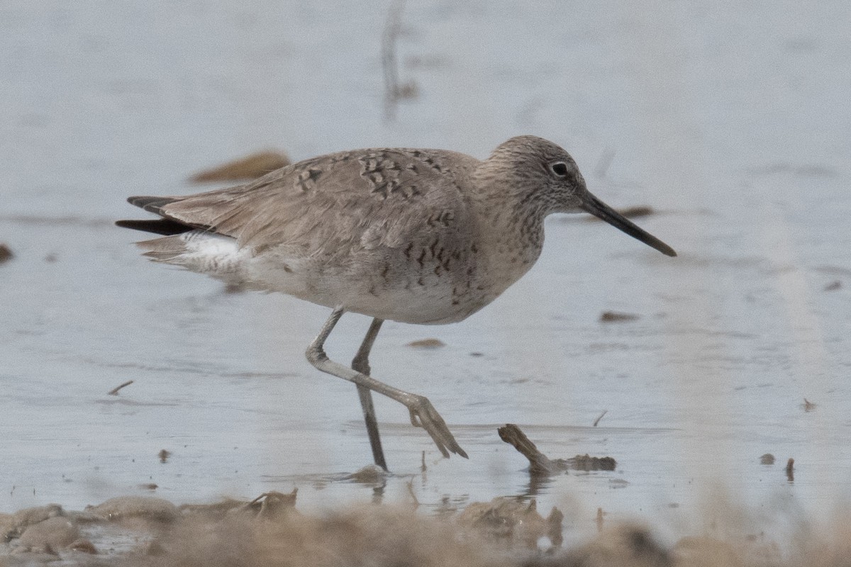 Willet - ML442755031
