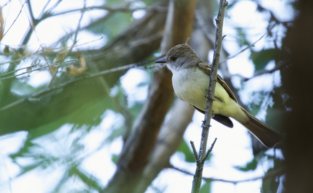 Brown-crested Flycatcher - Will Sweet