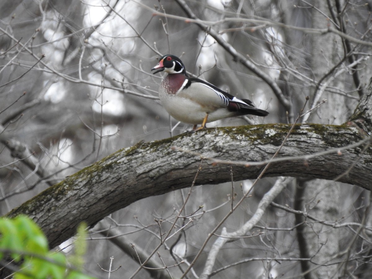 Wood Duck - ML442756251