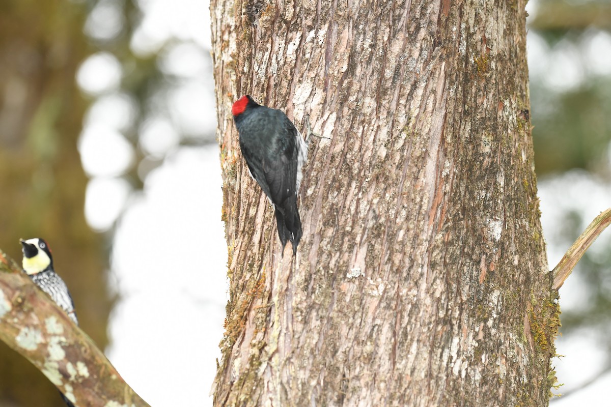 Acorn Woodpecker - Ken Langelier