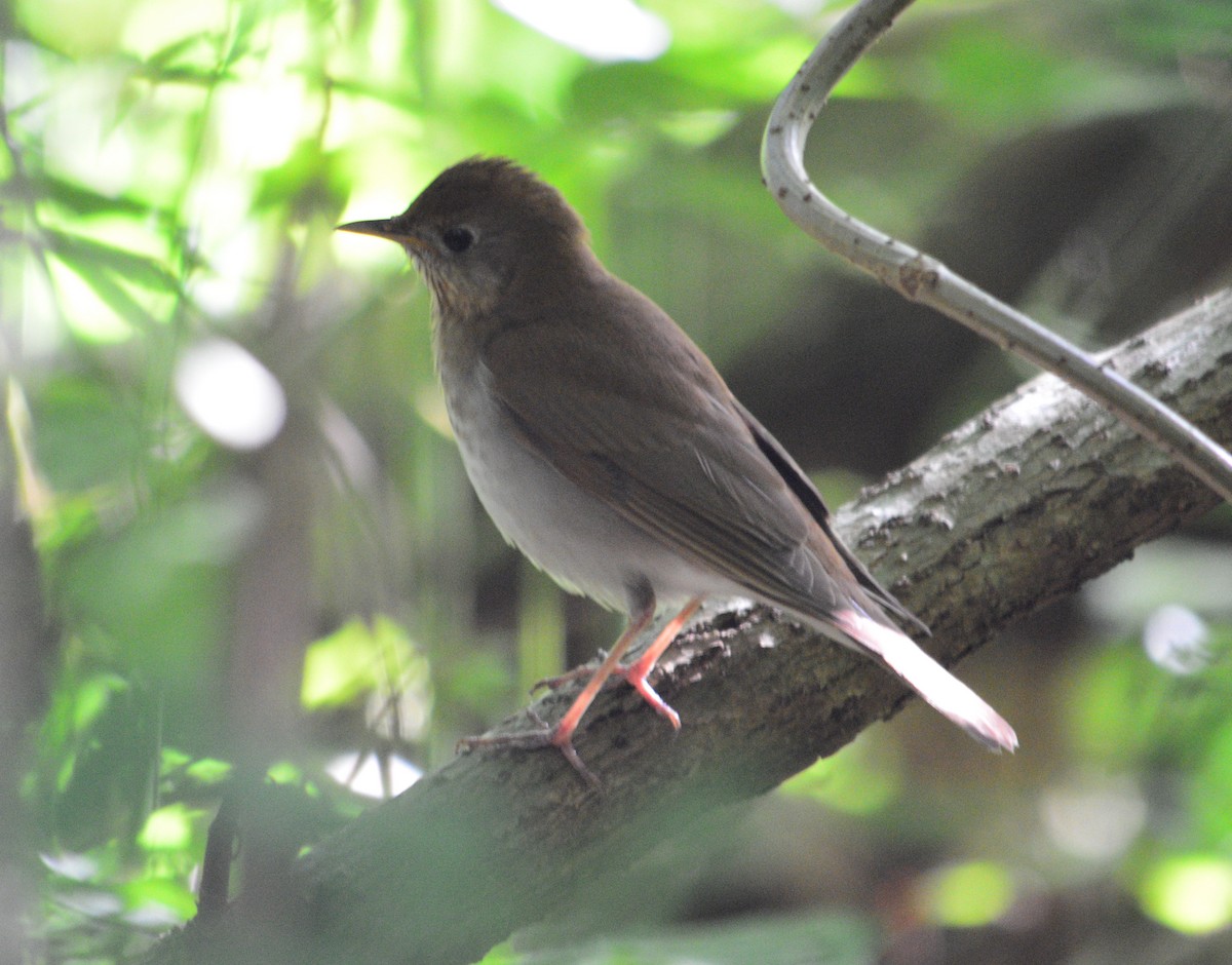 Veery - ML442757201