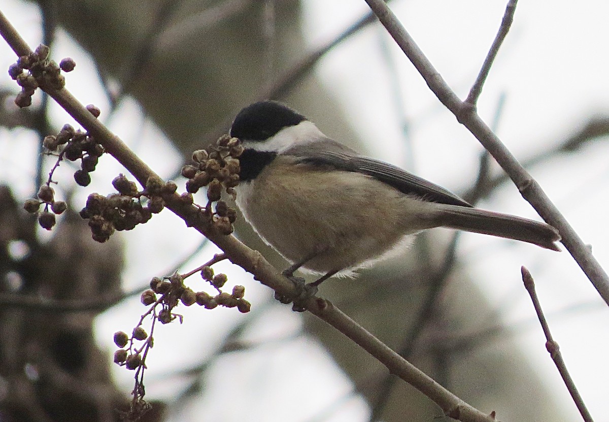 Carolina Chickadee - ML44275731