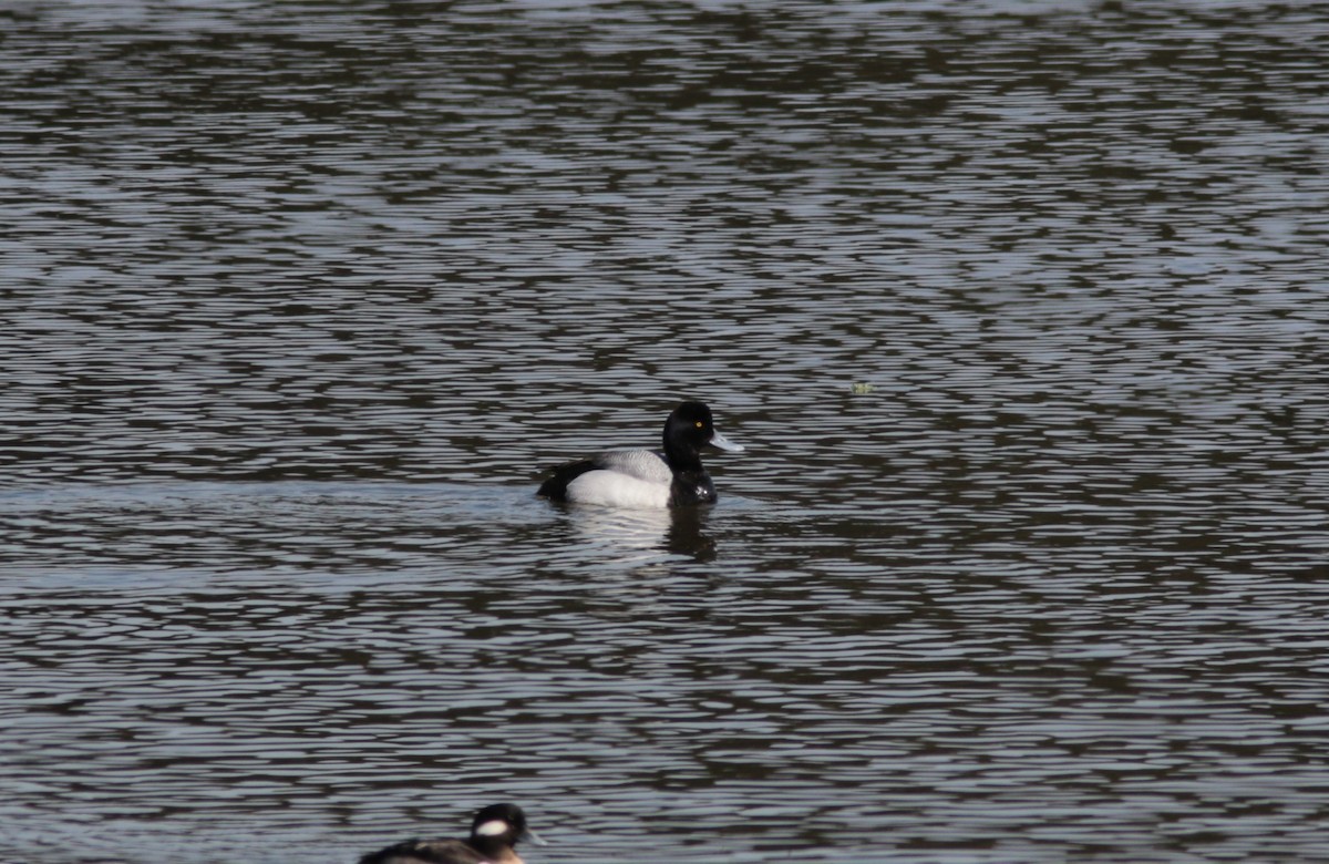 Lesser Scaup - ML442757381