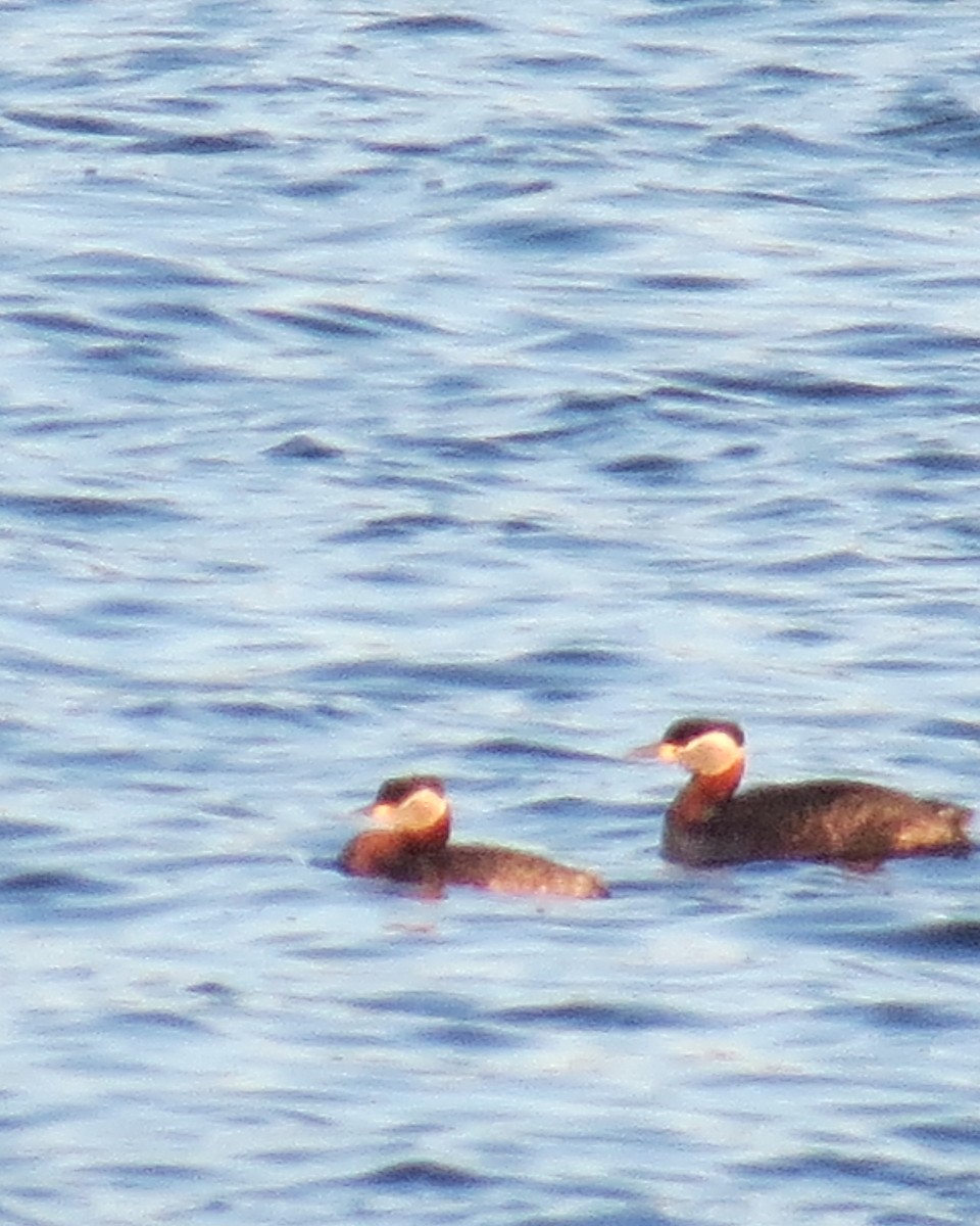 Red-necked Grebe - ML442757541