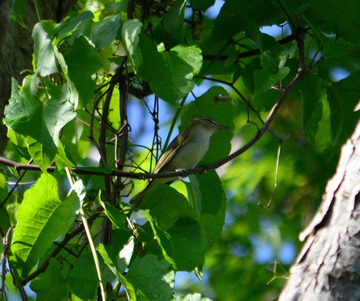 Red-eyed Vireo - ML442757831