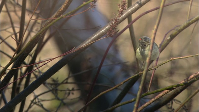 Ruby-crowned Kinglet - ML442758