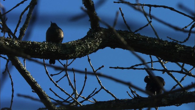 Rusty Blackbird - ML442761