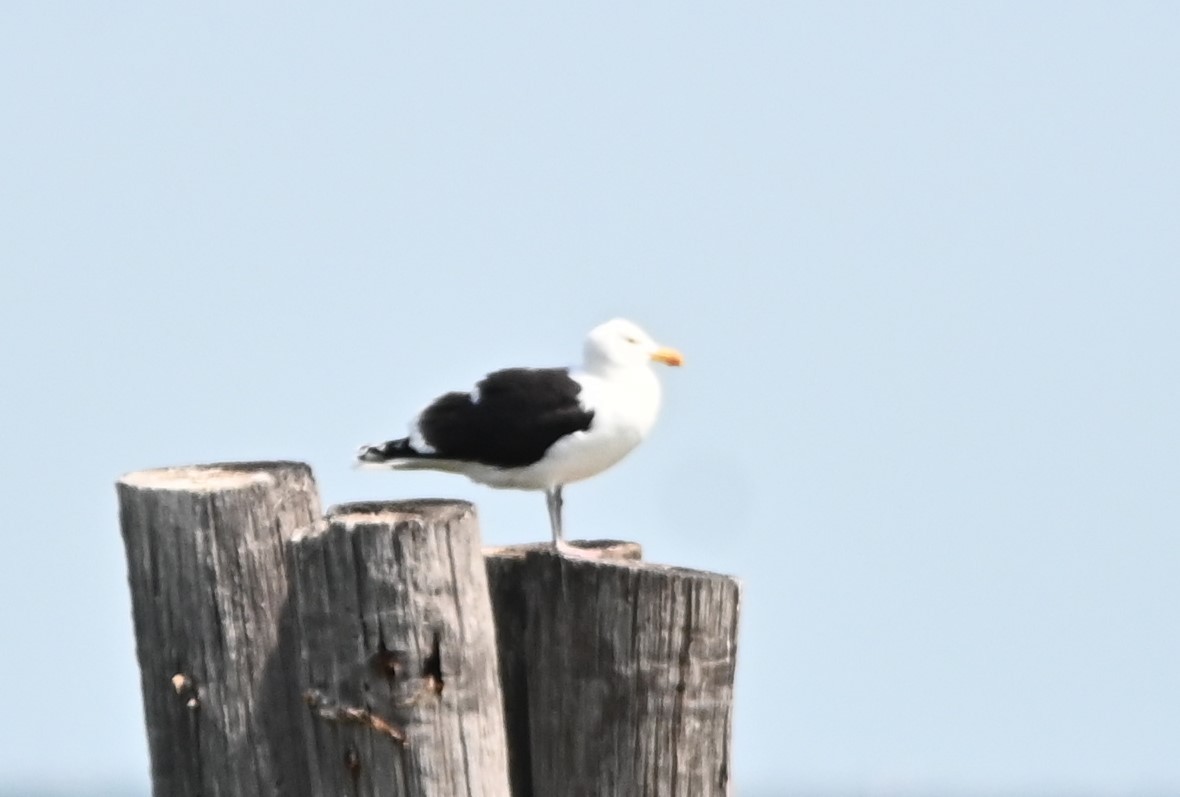 Great Black-backed Gull - ML442761341