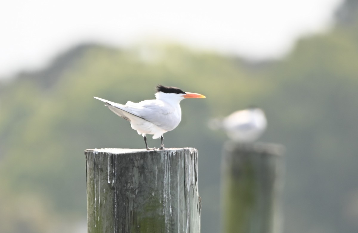 Royal Tern - ML442762491