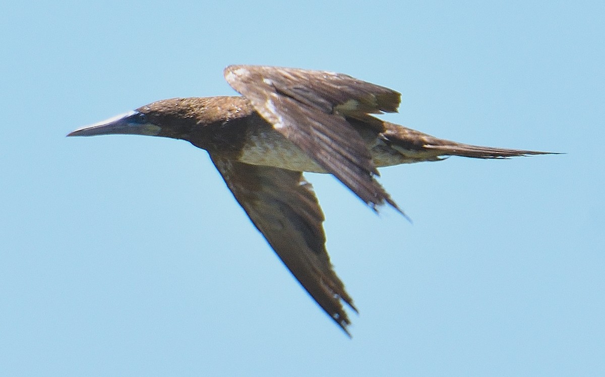 Brown Booby - ML442762591