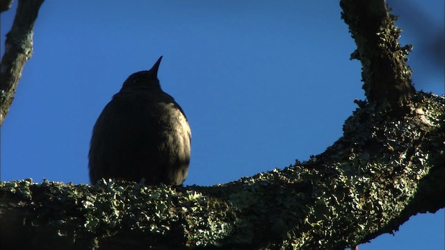 Rusty Blackbird - ML442763