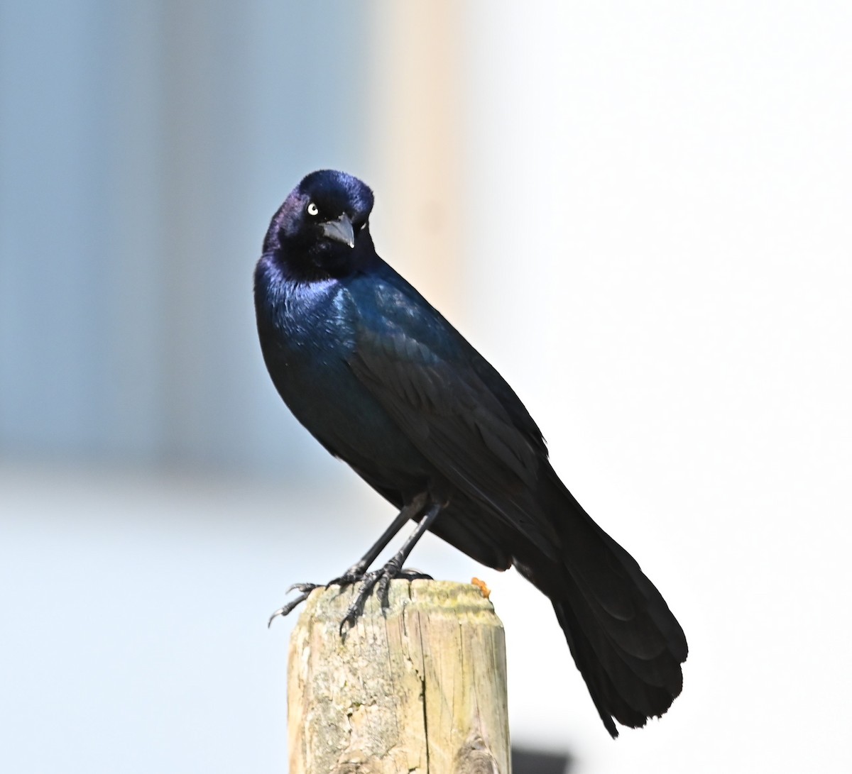 Boat-tailed Grackle - Will Frye