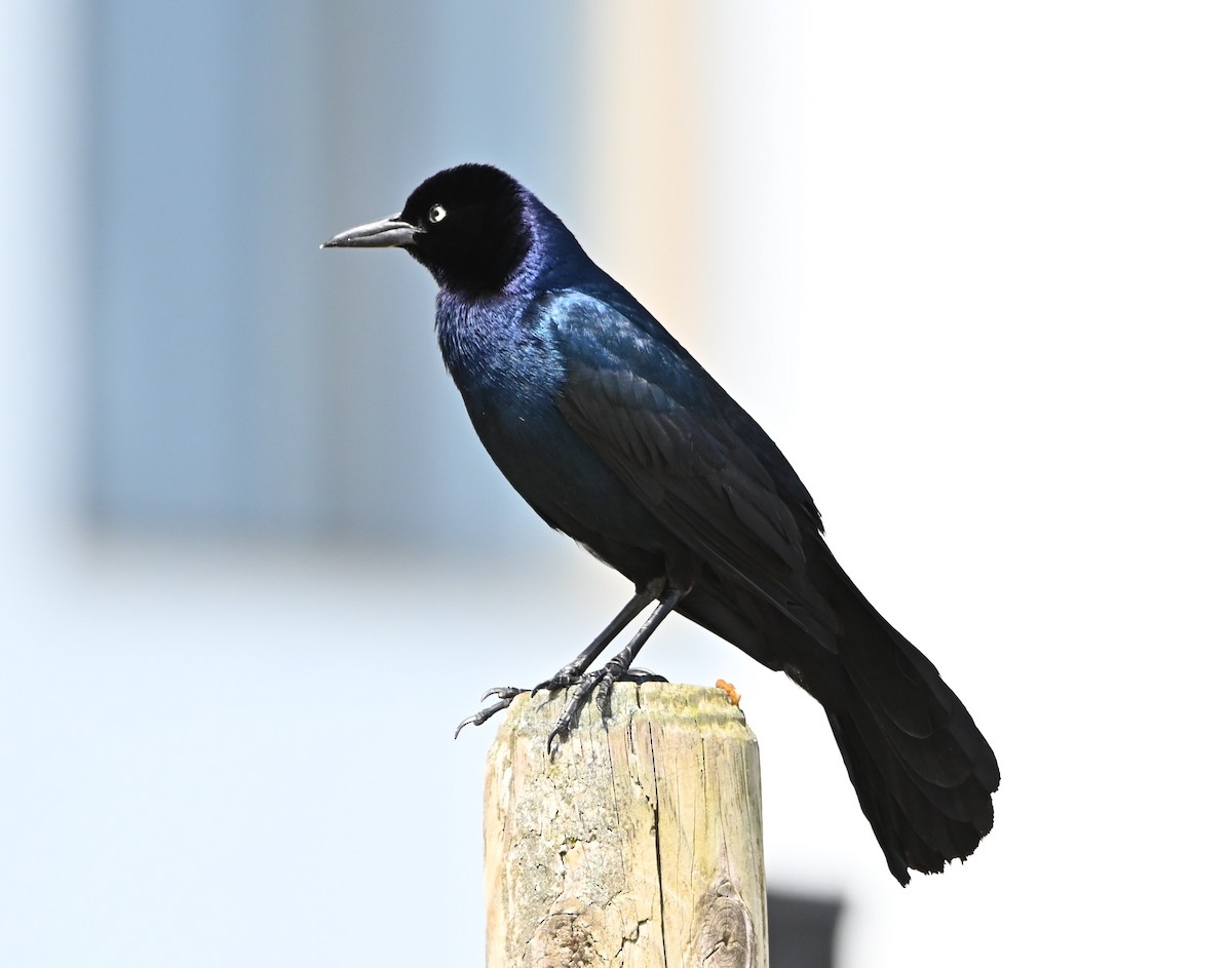 Boat-tailed Grackle - ML442763671
