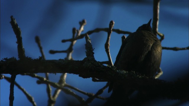 Rusty Blackbird - ML442765