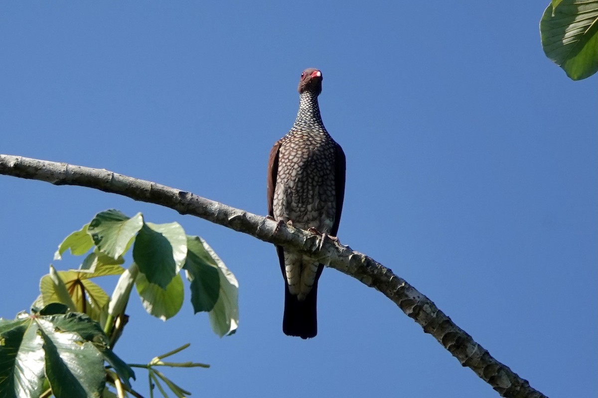 Scaled Pigeon - Bobby Wilcox