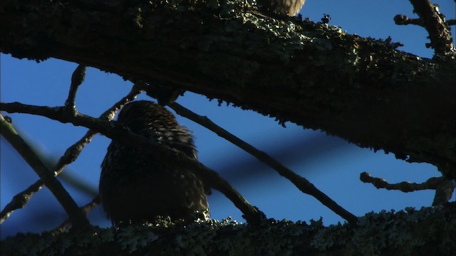 Rusty Blackbird - ML442767