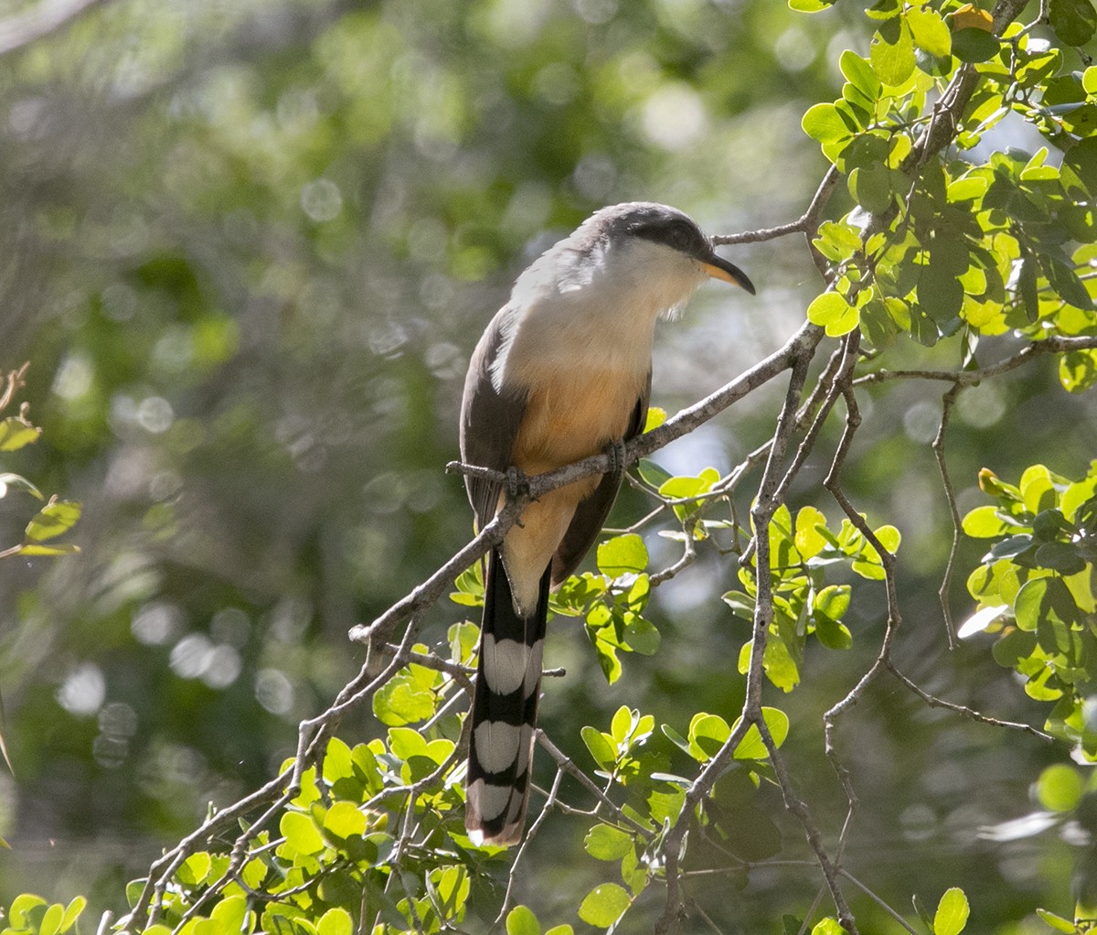 Mangrove Cuckoo - ML442767241