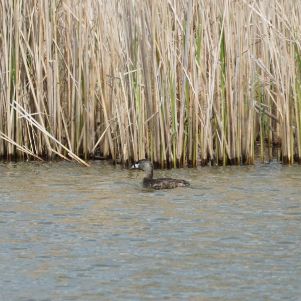 Pied-billed Grebe - ML442767921