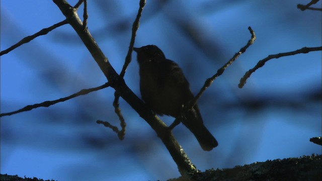 Rusty Blackbird - ML442768