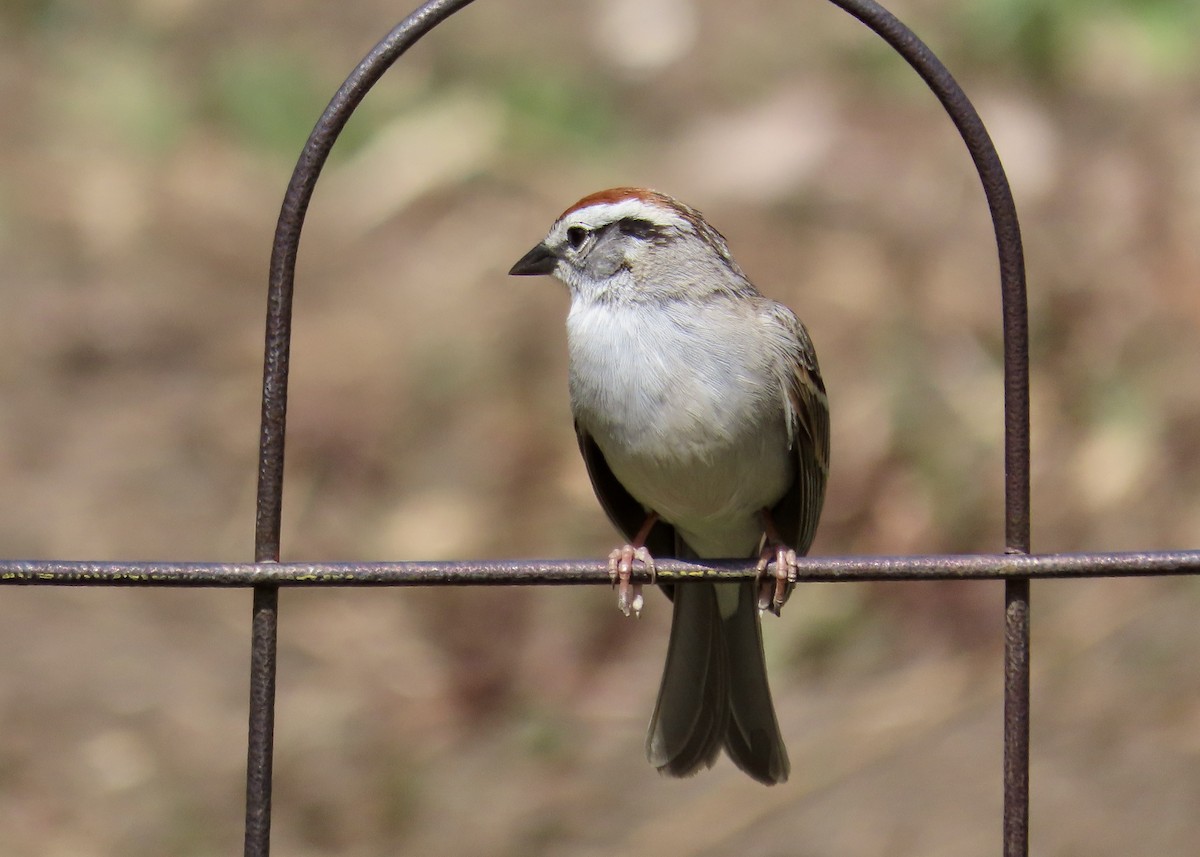 Chipping Sparrow - Janet Spiers