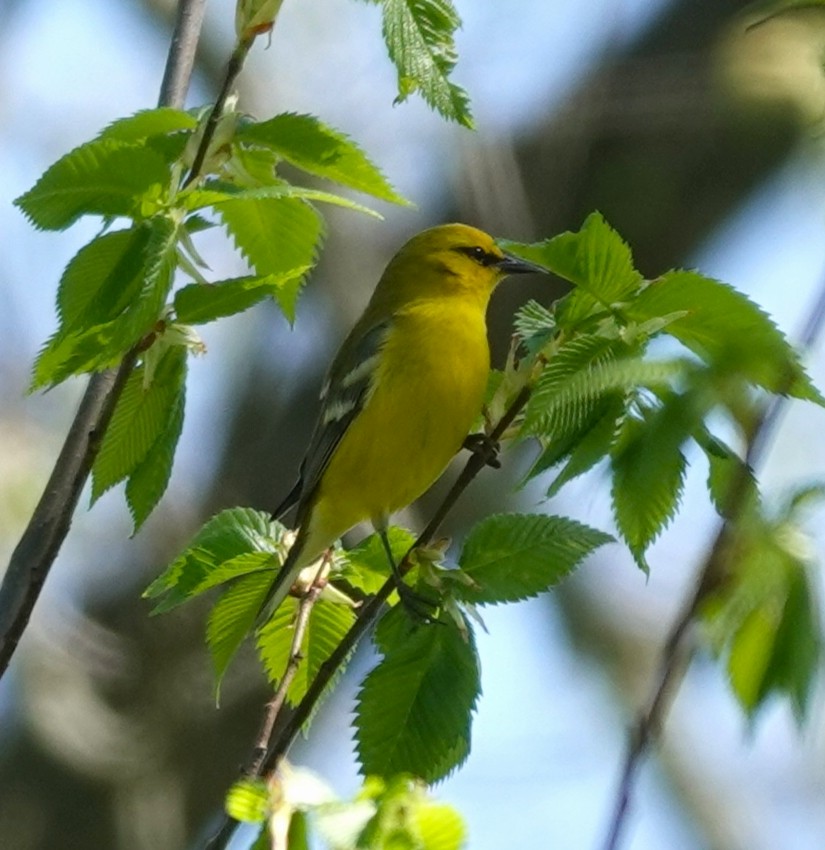 Blue-winged Warbler - Anonymous