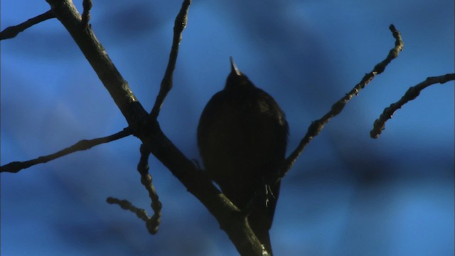 Rusty Blackbird - ML442769