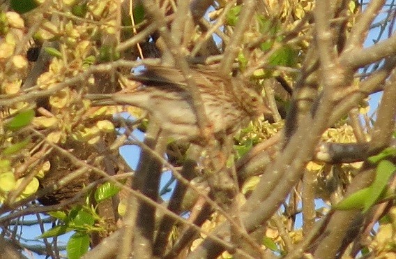 Savannah Sparrow (Savannah) - ML442769341