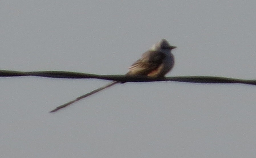 Scissor-tailed Flycatcher - "Chia" Cory Chiappone ⚡️