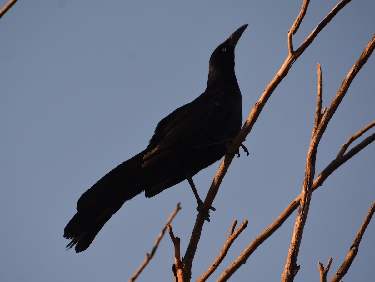 Great-tailed Grackle - ML442769661