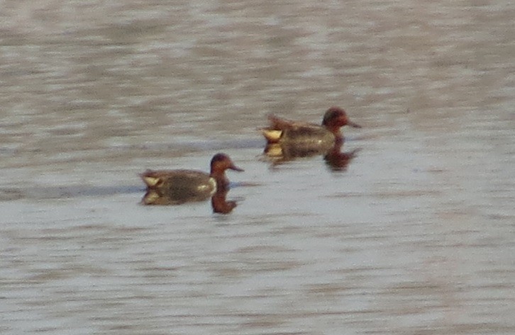 Green-winged Teal - ML442769811