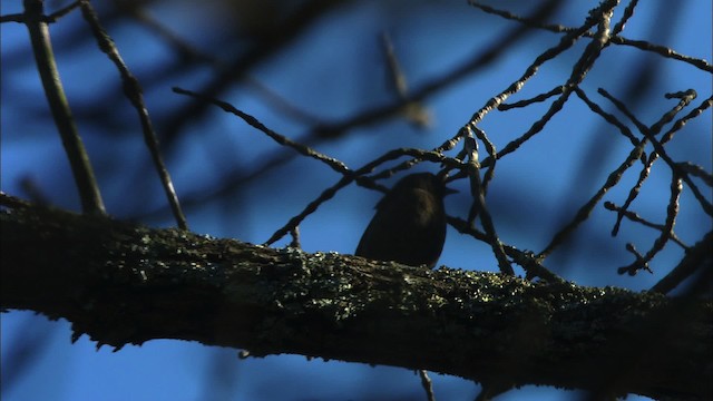 Rusty Blackbird - ML442770