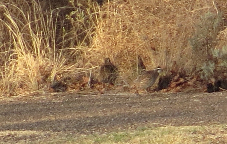 Northern Bobwhite - ML442770141