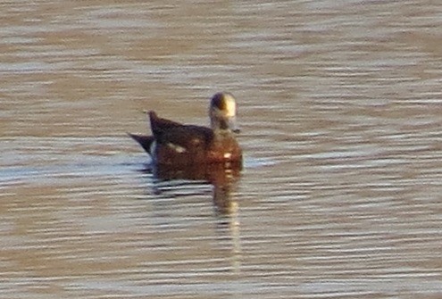 American Wigeon - ML442770261