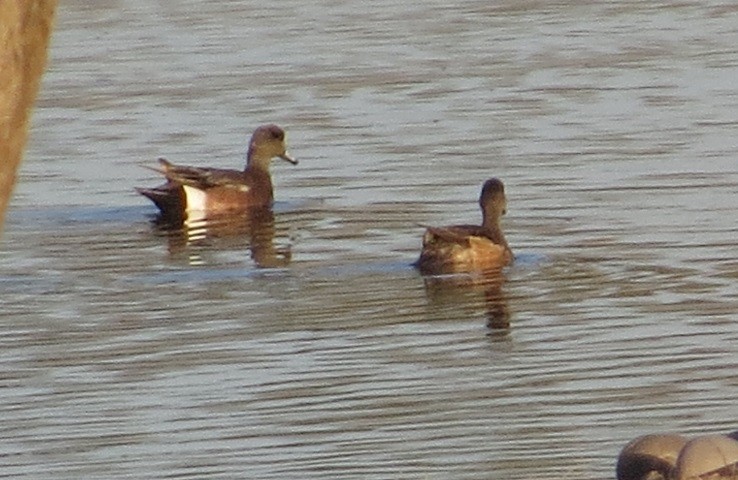 American Wigeon - ML442770281