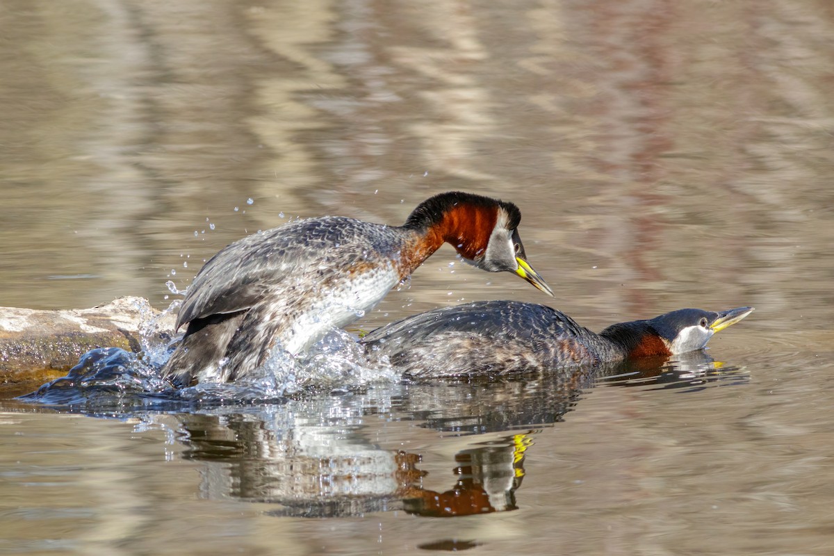 Red-necked Grebe - ML442771221