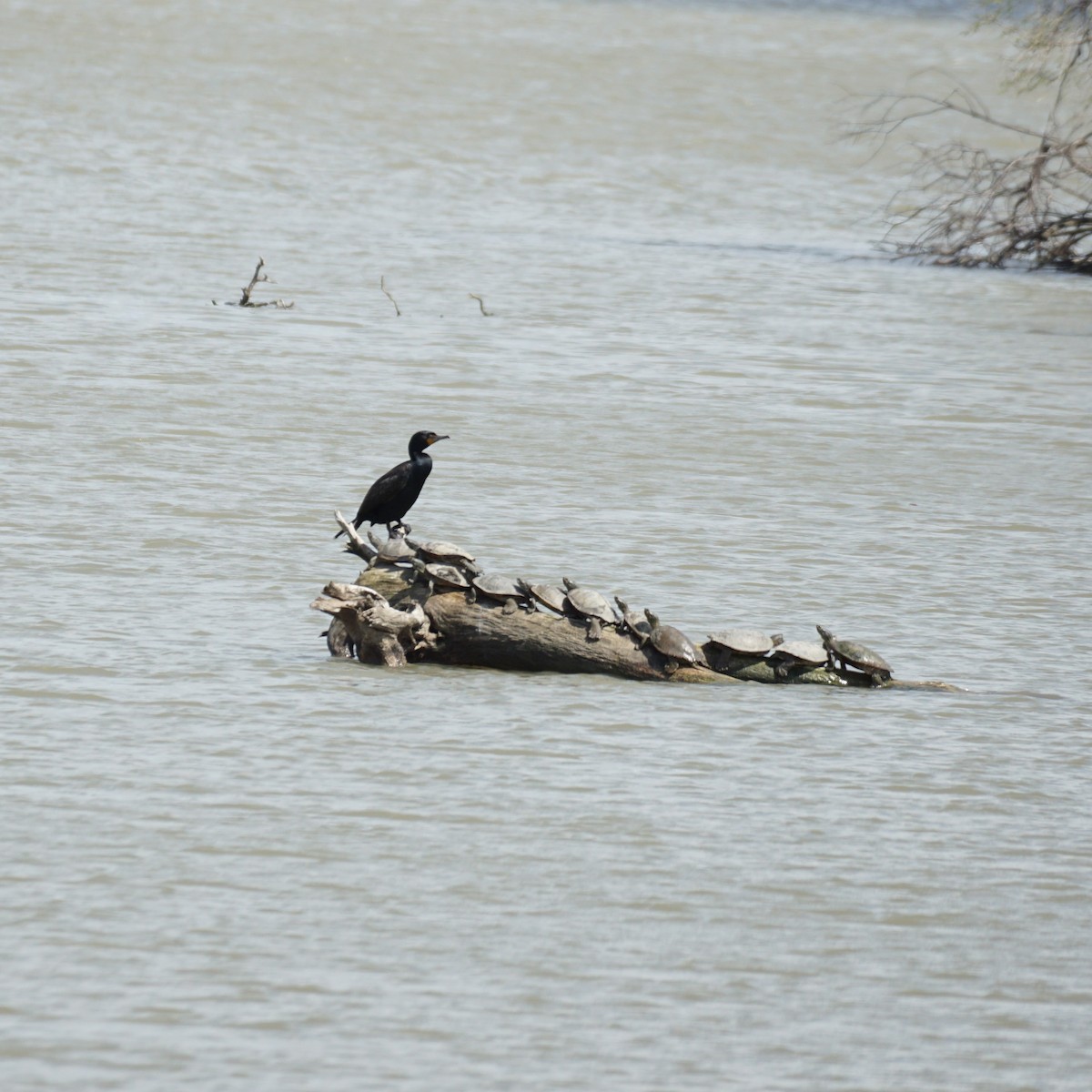 Double-crested Cormorant - ML442771281