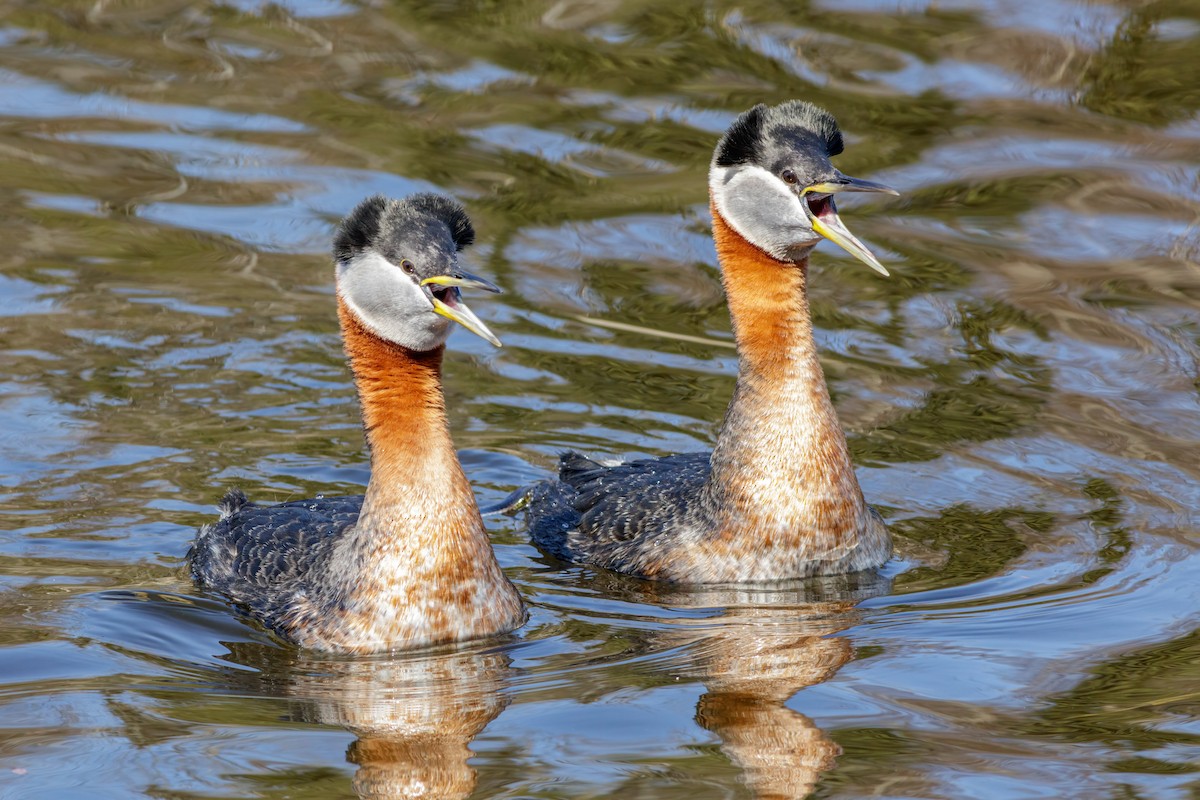 Red-necked Grebe - ML442771591