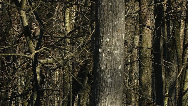 Barred Owl - ML442773