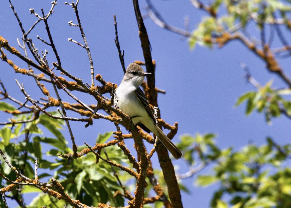 Ash-throated Flycatcher - Dave Bengston