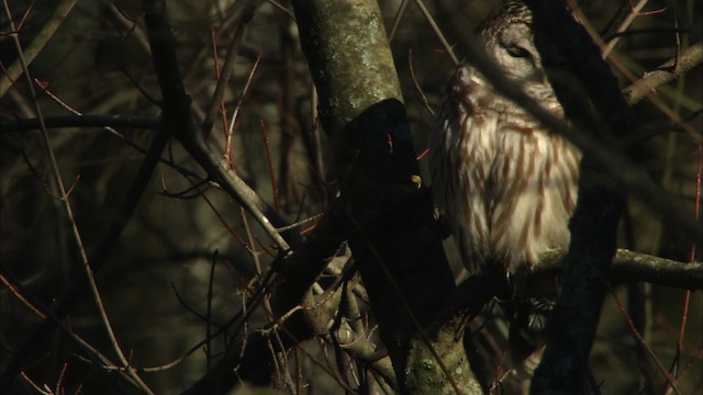 Barred Owl - ML442774