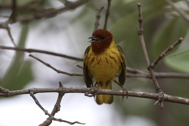 ¿Cómo afecta la división de Yellow Warbler a mis observaciones? - eBird ...