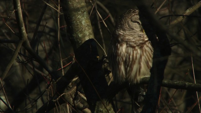 Barred Owl - ML442775