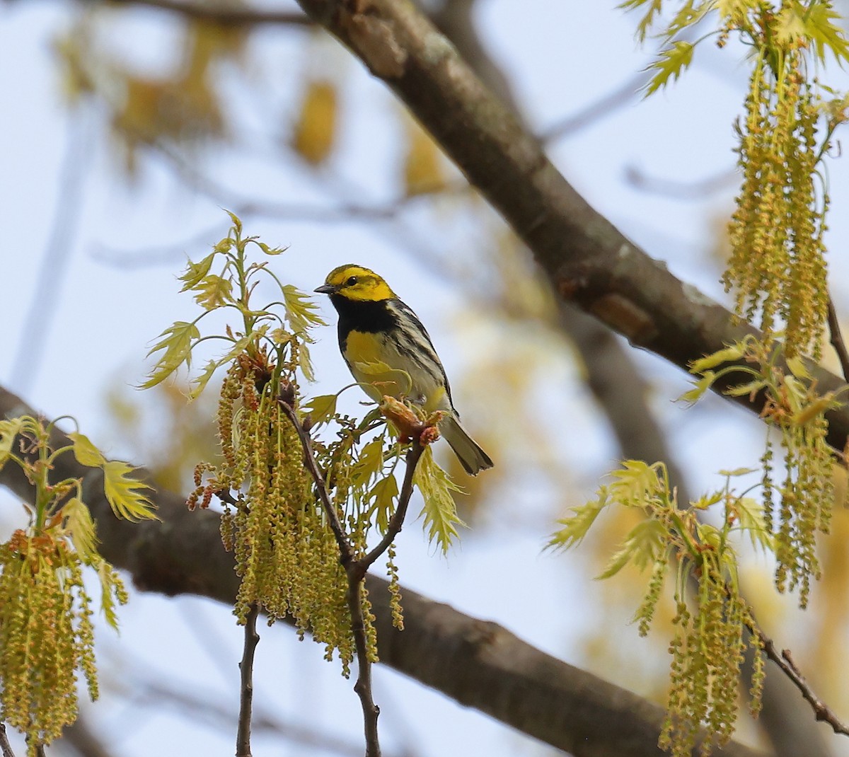 Black-throated Green Warbler - Evan Vaeth