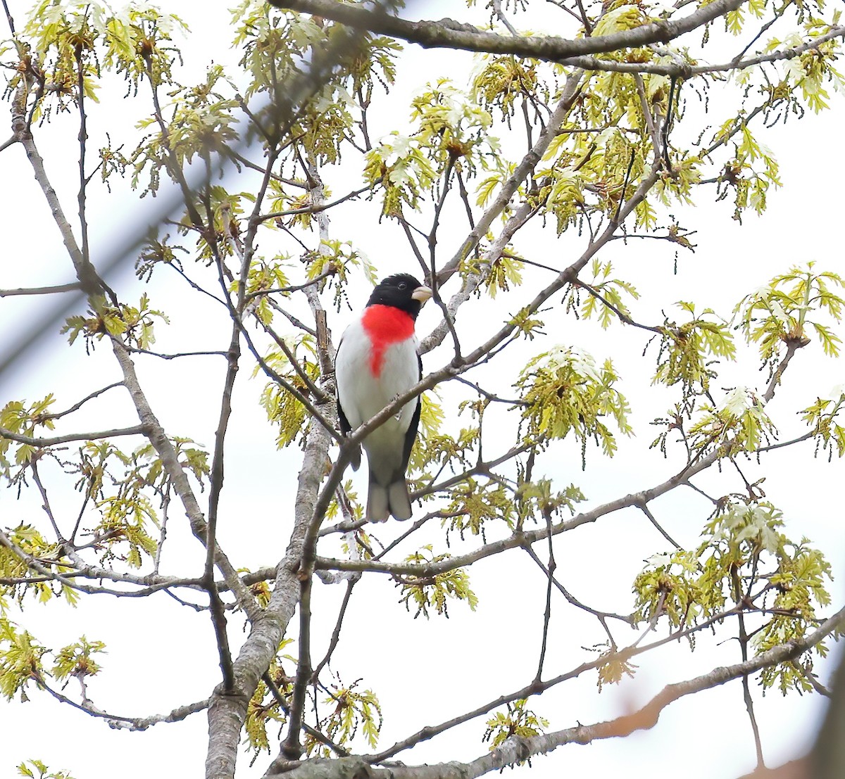 Cardinal à poitrine rose - ML442776461