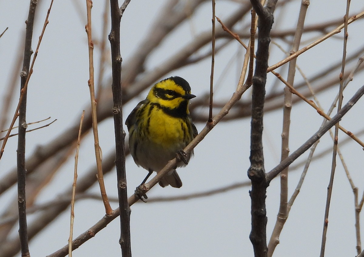 Townsend's Warbler - ML442776931