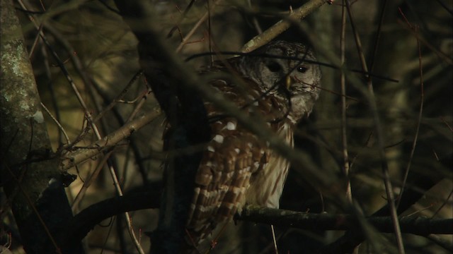 Barred Owl - ML442777