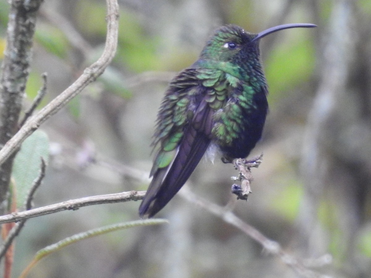 Mountain Velvetbreast - ML442777831