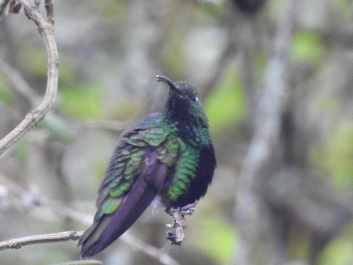 Mountain Velvetbreast - ML442777911