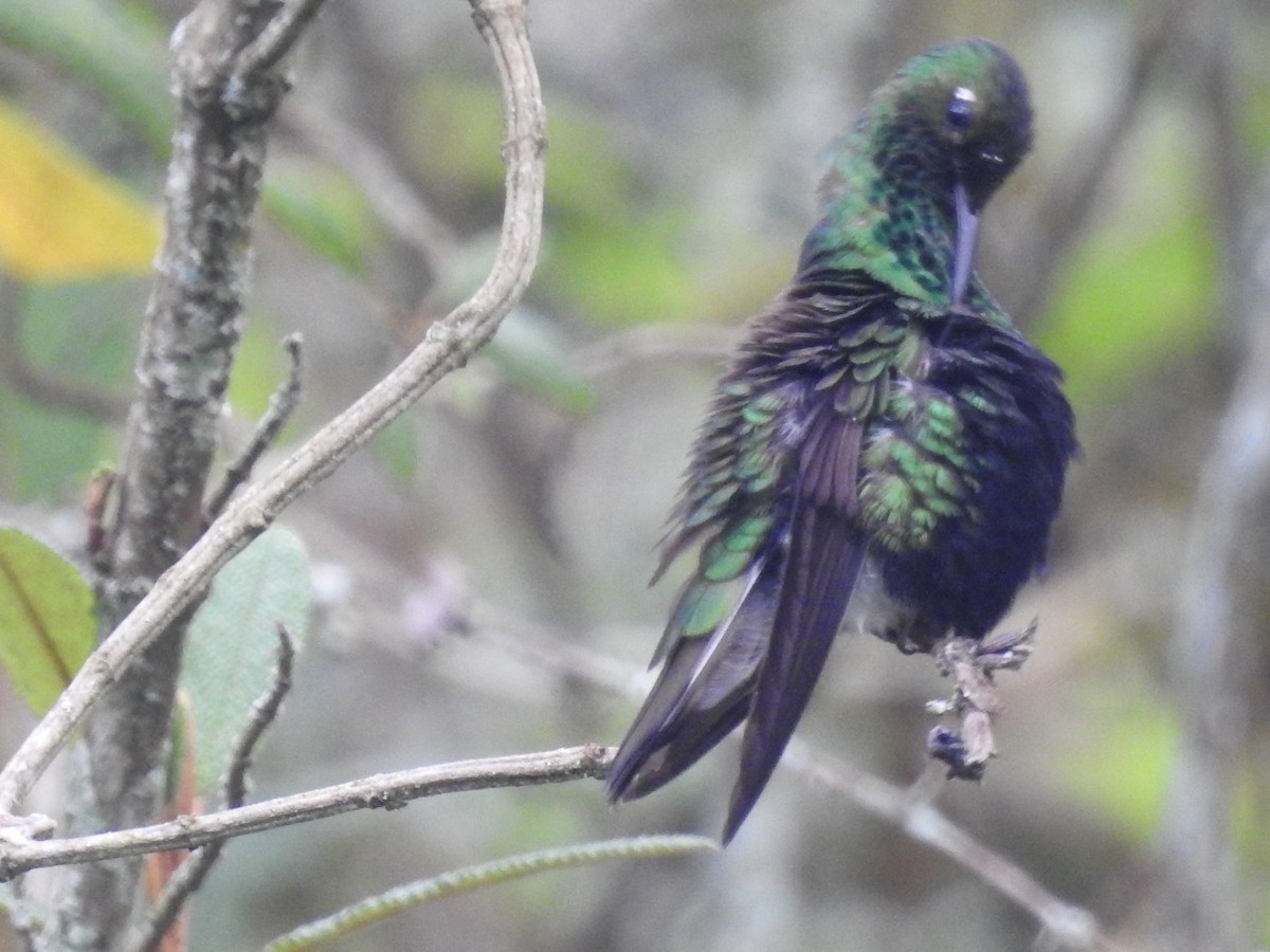 Mountain Velvetbreast - ML442777961