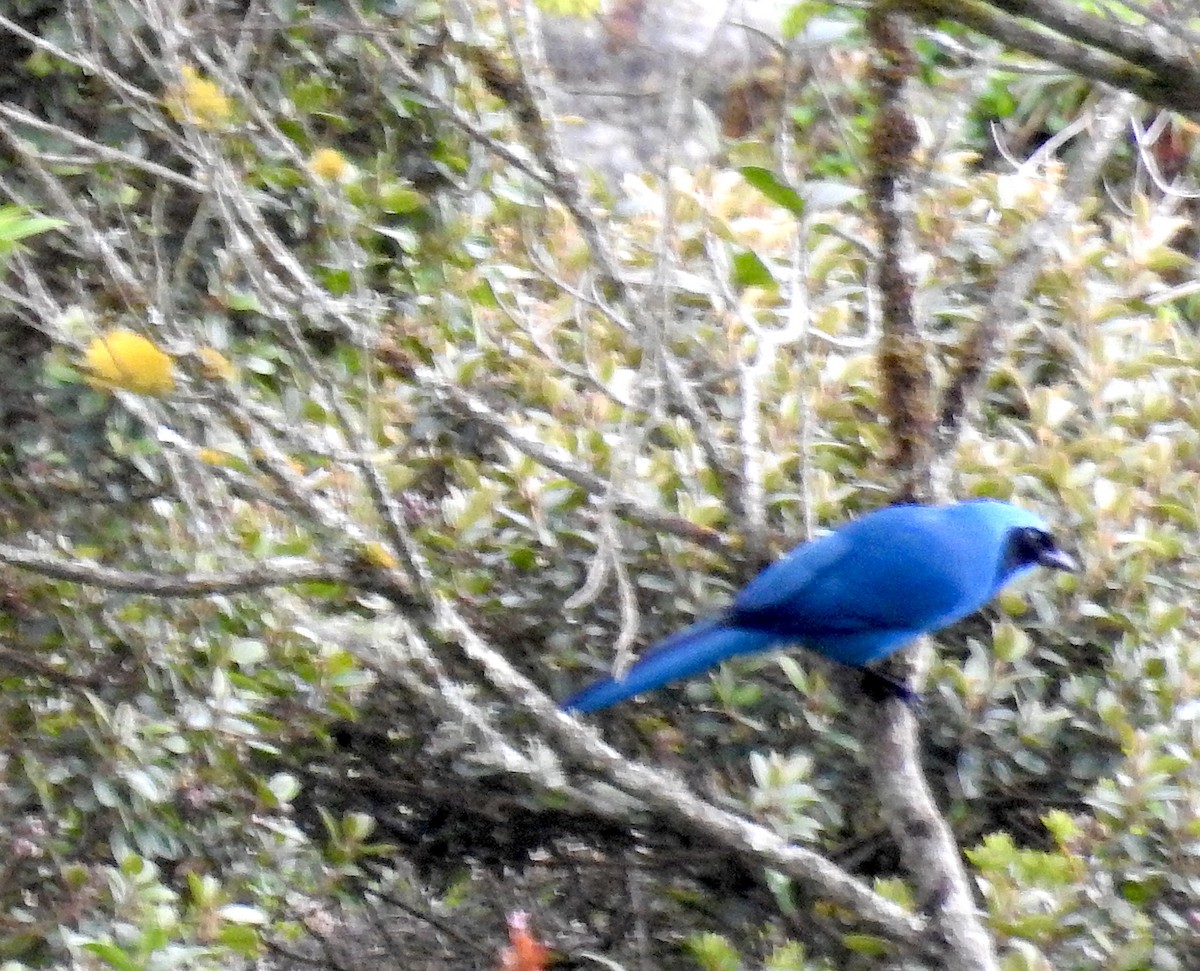 Turquoise Jay - ML442778711